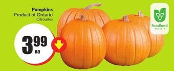 FreshCo Pumpkins product of ontario offer