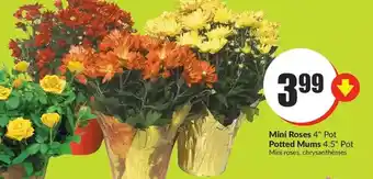 FreshCo Mini roses | potted mums offer