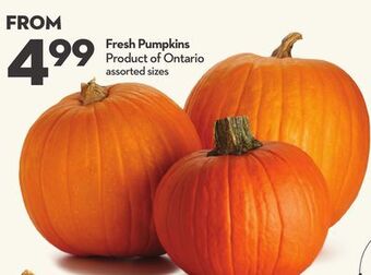 Longo's Fresh pumpkins offer
