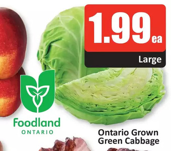 Starsky Ontario grown green cabbage offer