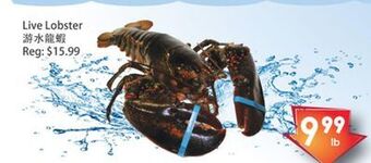 Fresh Palace Supermarket Live lobster offer
