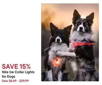 Petvalu Nite ize collar lights for dogs offer