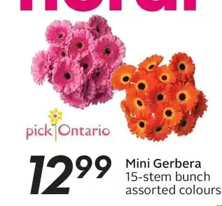 Sobeys Mini gerbera offer