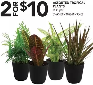 Tropical plants