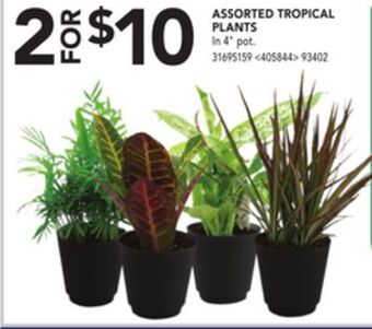 Lowe's Assorted tropical plants offer