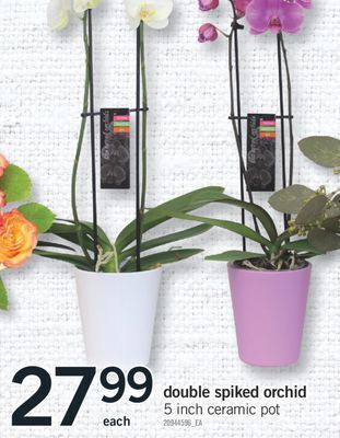 Fortinos Double spiked orchid, 5 inch ceramic pot offer