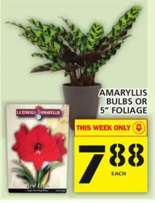 Food Basics Amaryllis bulbs or 5" foliage offer