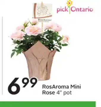 Sobeys Rosaroma mini rose offer