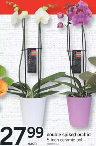Fortinos Double spiked orchid offer