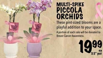 Farm Boy Multi-Spike Piccola Orchids offer