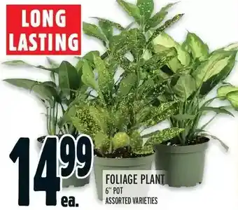 Metro Foliage plant offer