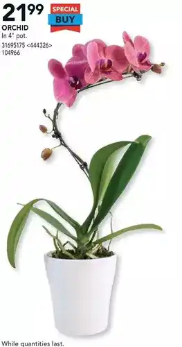 RONA Orchid. in 4" pot offer