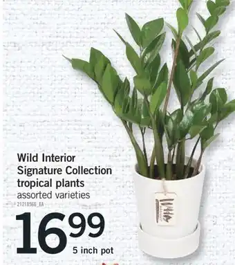Fortinos Wild interior signature collection tropical plants, 5 inch pot offer