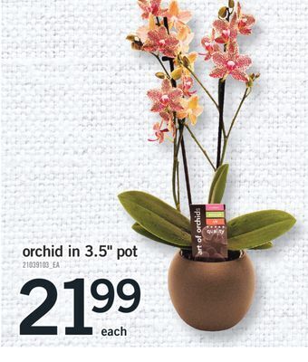 Fortinos Orchid in 3.5" pot offer