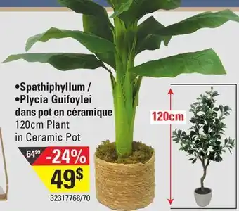 Sushi Shop 120cm plant in ceramic pot offer