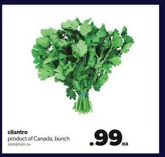 Real Canadian Superstore Cilantro, bunch offer