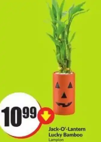 FreshCo Jack-O'-Lantern Lucky Bamboo offer