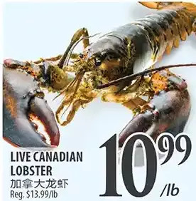 Al Premium Food Mart Live canadian lobster offer