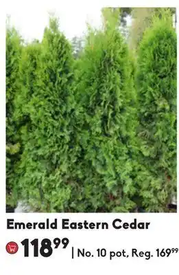 Sheridan Nurseries Emerald eastern cedar offer