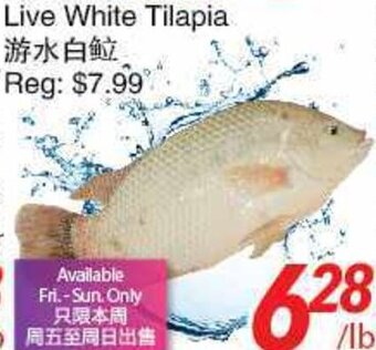 Foody World Live White Tilapia offer
