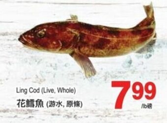 Ling cod