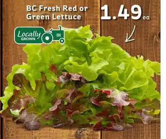 IGA BC Fresh Red or Green Lettuce offer