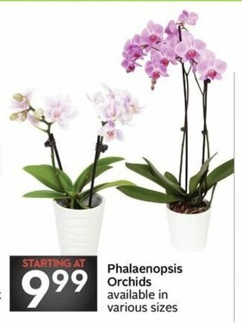 Sobeys Phalaenopsis Orchids offer