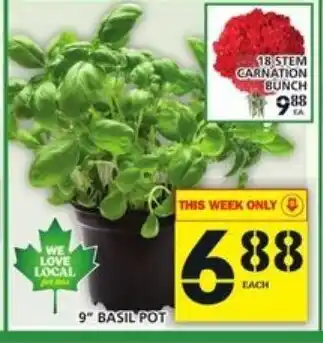 Food Basics 9" Basil Pot offer