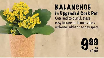 Farm Boy Kalanchoe offer