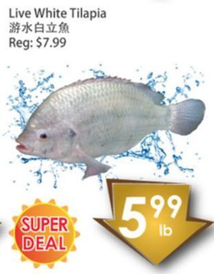 Fresh Palace Supermarket Live white tilapia offer