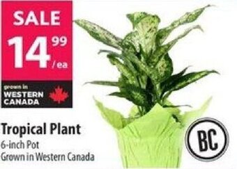 Co-op Tropical Plant offer