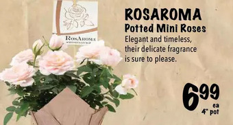 Farm Boy Rosaroma potted mini roses offer