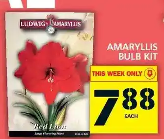 Food Basics Amaryllis bulb kit offer