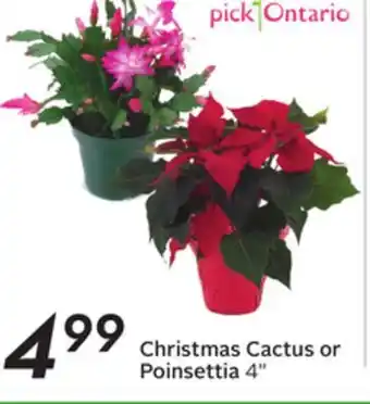 Sobeys Christmas cactus or poinsettia offer