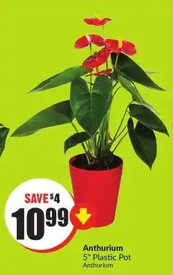 Chalo FreshCo Anthurium 5" plastic pot offer