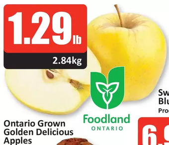 Starsky Ontario grown golden delicious apples offer
