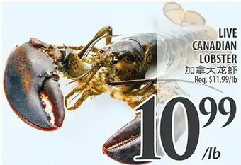 Al Premium Food Mart Live canadian lobster offer