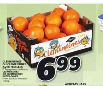 IGA Clementines Or Clementines With Leaves offer