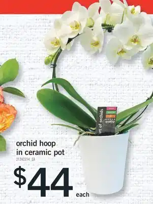 Fortinos Orchid hoop in ceramic pot offer