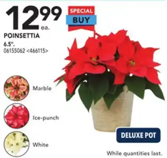 RONA Poinsettia 6.5" offer