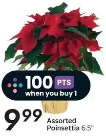 Sobeys Assorted Poinsettia offer