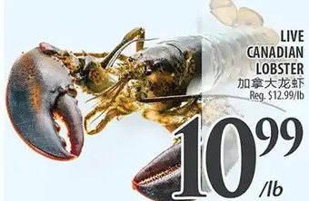 Al Premium Food Mart Live canadian lobster offer