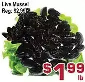 Top Food Supermarket Live mussel offer