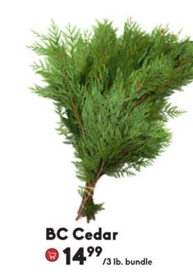 Sheridan Nurseries Bc cedar offer