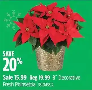 Canadian Tire 8" decorative fresh poinsettia offer