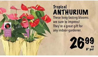 Farm Boy Tropical anthurium offer