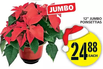 Food Basics 12" jumbo poinsettias offer