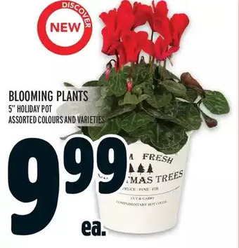 Metro Blooming plants offer