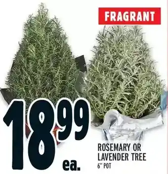 Metro Rosemary or lavender tree offer