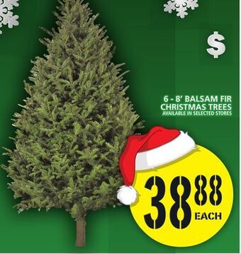 Food Basics 6 - 8' balsam fir christmas trees offer